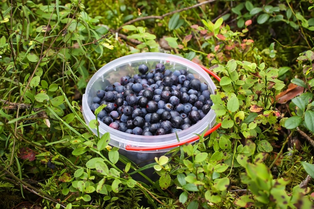 Pieni muoviämppäri täynnä tuoreita mustikoita suomalaisessa varpumetsässä.