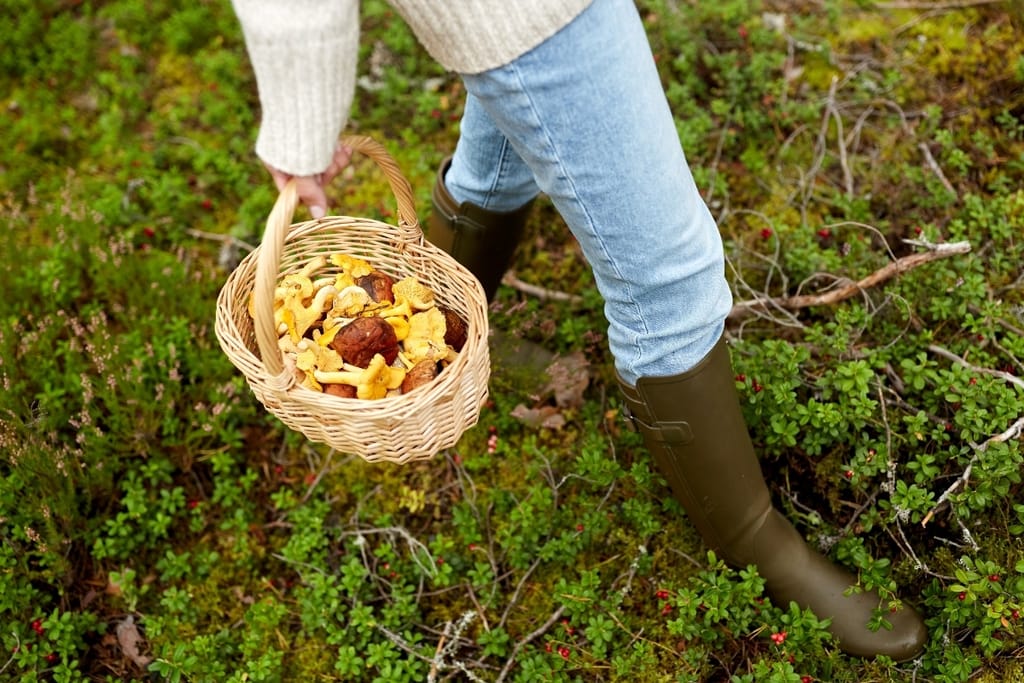 Sienestäjä kantaa sienikoria metsässä – sienimyrkytysepäilyt lisääntyvät sienikaudella
