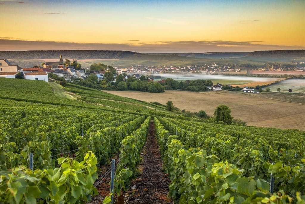 Champagnen viinitarhoja Ranskassa vuoden 2026 poikkeuksellisen kuuman kasvukauden jälkeen