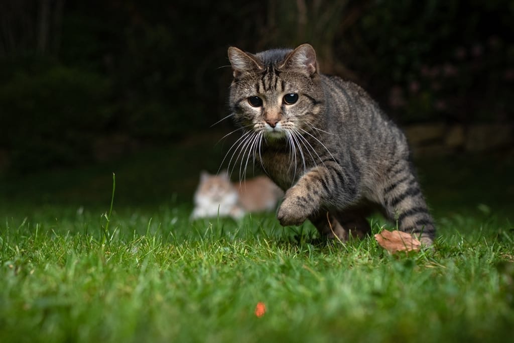 Raidallinen kissa vaanii saalista nurmikolla. Tutkimuksen mukaan ulkoilevat kissat tuovat kotiin vain osan pyydystämistään eläimistä.