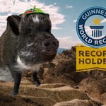 uhuva possu Merlin Guinness World Records -kuvassa värikäs propellihattu päässä