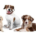 Eri koirarotuja vierekkäin – yllättävät faktat koirista ja rotujen eroista