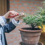 Nainen leikkaa ruukkukasvia saksilla keväällä kotipihalla