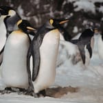 Kuningaspingviinejä seisomassa lumisessa ympäristössä vierekkäin.