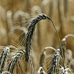 Lähikuva kypsyneistä rukiin tähkistä pellolla.