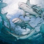 Useita haita uimassa veden alla läheltä kuvattuna.