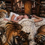 Pariskunta nukkumassa sängyssä tiikerilauman keskellä Roar-elokuvan kohtauksessa.