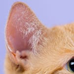 kissan korva henrys pocket tasku korvassa mikä se on kissa anatomia