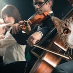 Kissa keskeyttää klassisen konsertin ja kävelee orkesterin lavalla Istanbulissa