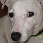 Koira katsoo omistajaa tarkasti – eroahdistus voi alkaa jo ennen kuin omistaja lähtee kotoa