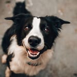 Iloinen bordercollie katsoo omistajaa odottavasti ennen tämän lähtöä kotoa