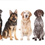 Suosittuja koirarotuja kuten saksanpaimenkoira ja kultainennoutaja – usein listattu uskollisimpien joukkoon