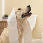 Kultainen noutaja vessassa vessapaperia päässä.