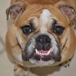Lyhytkuonoinen englanninbulldoggi katsoo kameraan – brakykefaalisten rotujen tunnusmerkki.