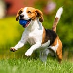 Beagle koira leikkii nurmikolla