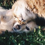 kissa ja koira yhdessä leikkimässä EU lemmikkilaki mikrosiru koirat kissat