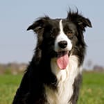 Mustavalkoinen bordercollie istuu vihreällä niityllä kieli ulkona ja katse terävästi eteenpäin