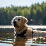 Kultainennoutaja ui suomalaisessa järvessä vesi tippuen kuonosta metsämaisema taustalla