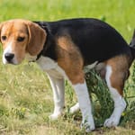 Beagle-rotuinen koira kyykyssä nurmikolla käymässä tarpeillaan.