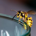 Ampiainen juomalasin reunalla terassilla loppukesällä etsimässä ravintoa.