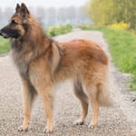 Pitkäkarvainen belgianpaimenkoira seisoo profiilissa maaseudun hiekkatiellä vihreän luonnon keskellä.