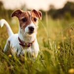 Pieni jackrussellinterrieri seisoo uteliaana korkeassa vihreässä ruohikossa luonnossa.