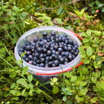 Pieni muoviämppäri täynnä tuoreita mustikoita suomalaisessa varpumetsässä.