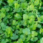 Tuoretta korianteria – geenimuunnos vaikuttaa siihen, maistuuko yrtti osasta ihmisistä saippualta.