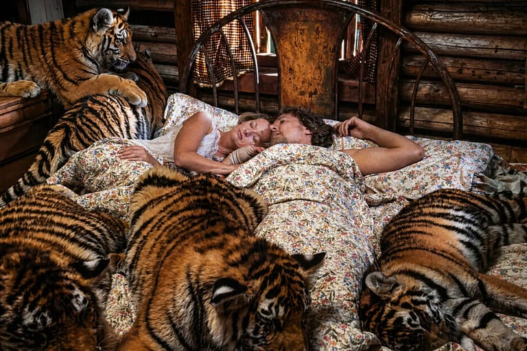 Pariskunta nukkumassa sängyssä tiikerilauman keskellä Roar-elokuvan kohtauksessa.