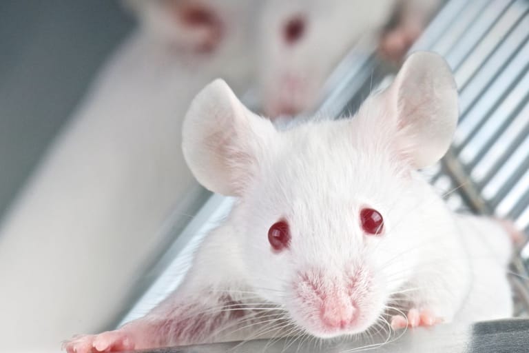 Laboraoriohiiri albiino punaiset silmat ja tutkii maailmaa