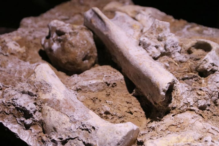 Arkeologisilta kaivauksilta otettu kuva, jossa on pääkallo ja luu. Sijainti ja ajoitus tuntematon.