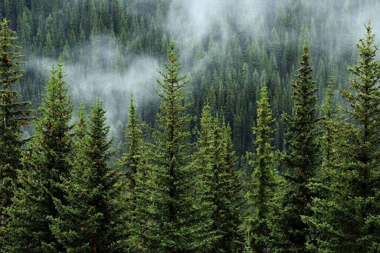 Metsämaisema, jossa on havupuita. Puiden keskellä sumua tai pilviä.