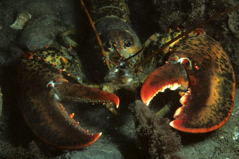 Kuvassa on amerikkalainen hummeri (Homarus americanus) merenpohjassa. Hummeri katsoo suoraan kameraan, ja sen suuret, punaruskeat sakset ovat avoinna. Kuva on otettu luonnollisessa ympäristössä, ja valaistus korostaa hummerin panssarin tummia ja oransseja sävyjä.