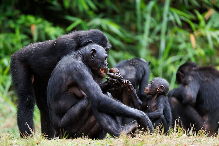 Bonoboemo istuu ruohikossa poikasen kanssa ja jakaa ruokaa. Tilanne näyttää läheiseltä ja rauhalliselta, taustalla näkyy muita bonoboja.
