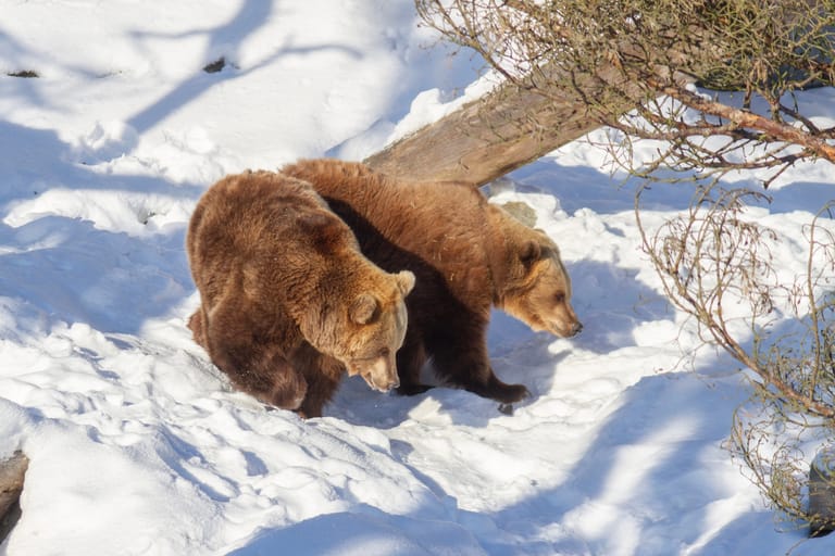Korkeasaaren karhut Sofia ja Yulia ulkoilevat auringonpaisteessa.