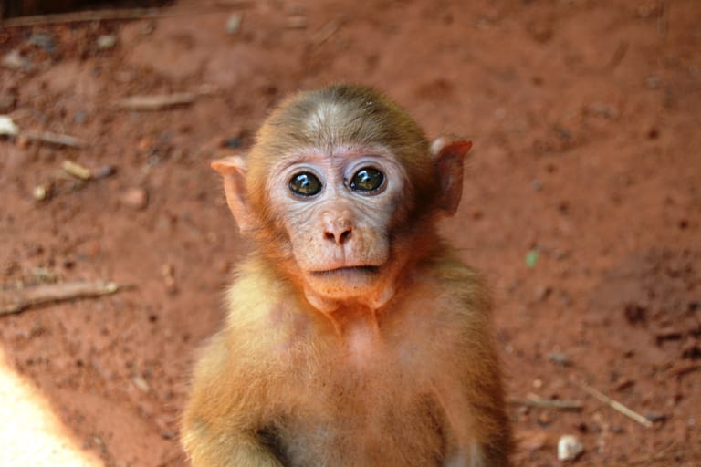 Pieni makakiapina istuu punertavalla maalla ja katsoo suoraan kameraan suurilla, tummilla silmillään.