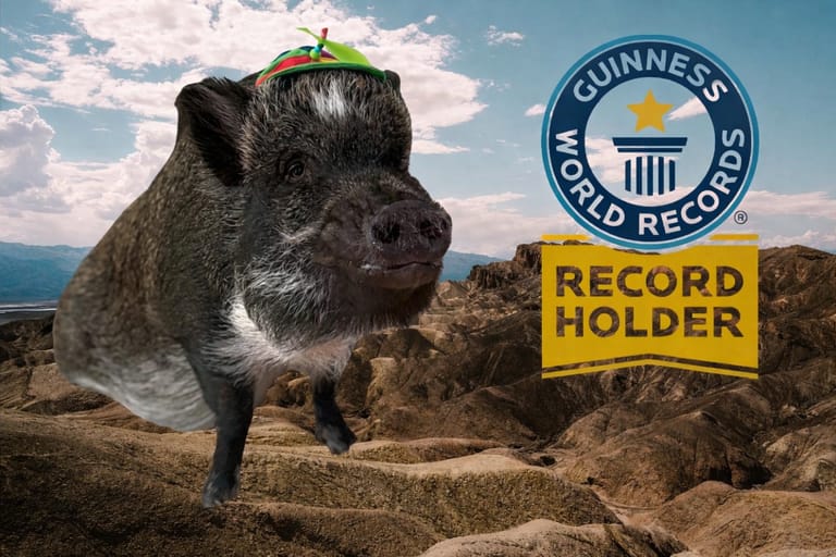 uhuva possu Merlin Guinness World Records -kuvassa värikäs propellihattu päässä