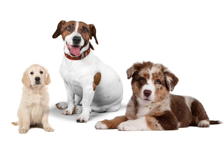 Eri koirarotuja vierekkäin – yllättävät faktat koirista ja rotujen eroista