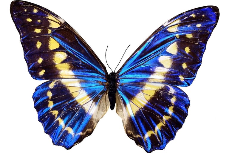 sininen perhonen siivet levällään muodonmuutoksen jälkeen