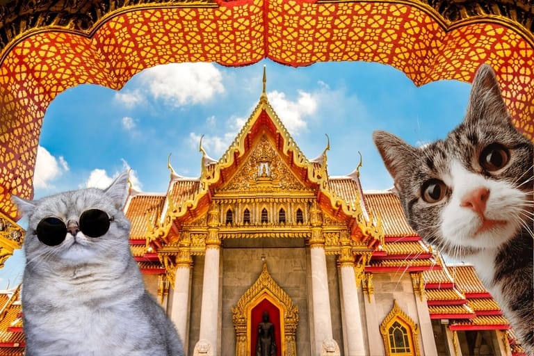 Kaksi kissaa suurenneltuna thaimaalaisen temppelin edessä, taustalla koristeellinen kultainen rakennus ja värikäs katos.