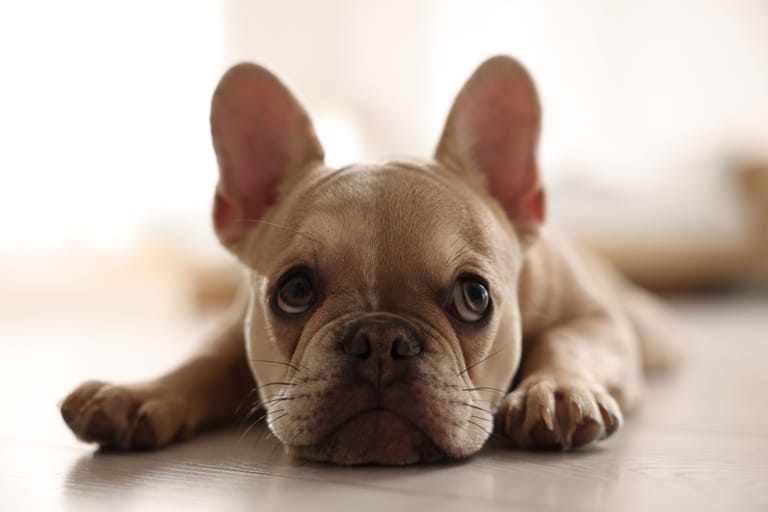 Ranskanbulldogin pentu makaa lattialla ja katsoo suoraan kameraan.