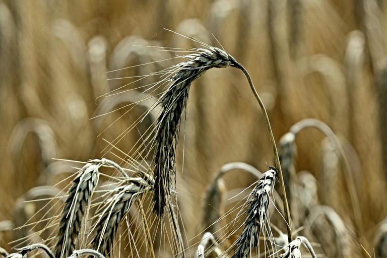 Lähikuva kypsyneistä rukiin tähkistä pellolla.