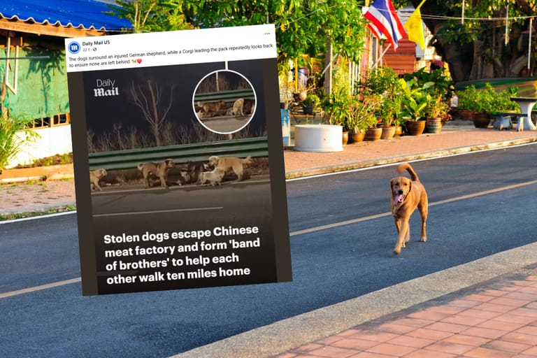 Koira kävelee yksin kadulla. Päällä kuvakaappaus Facebookista.