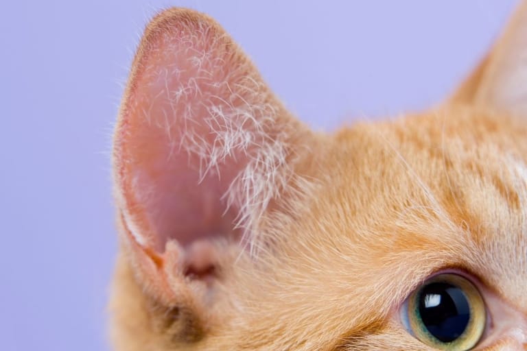 kissan korva henrys pocket tasku korvassa mikä se on kissa anatomia