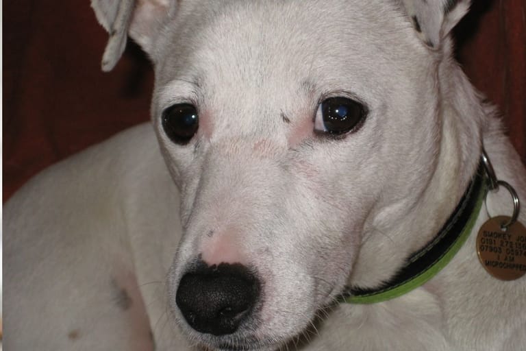 Koira katsoo omistajaa tarkasti – eroahdistus voi alkaa jo ennen kuin omistaja lähtee kotoa