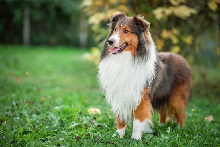 koira ulkona nurmikolla collie koiran onnellisuus tutkimus