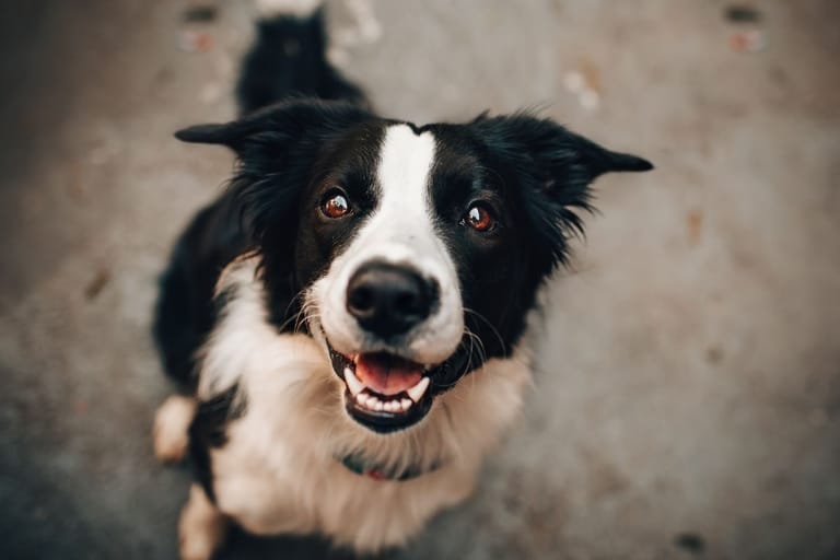 Iloinen bordercollie katsoo omistajaa odottavasti ennen tämän lähtöä kotoa