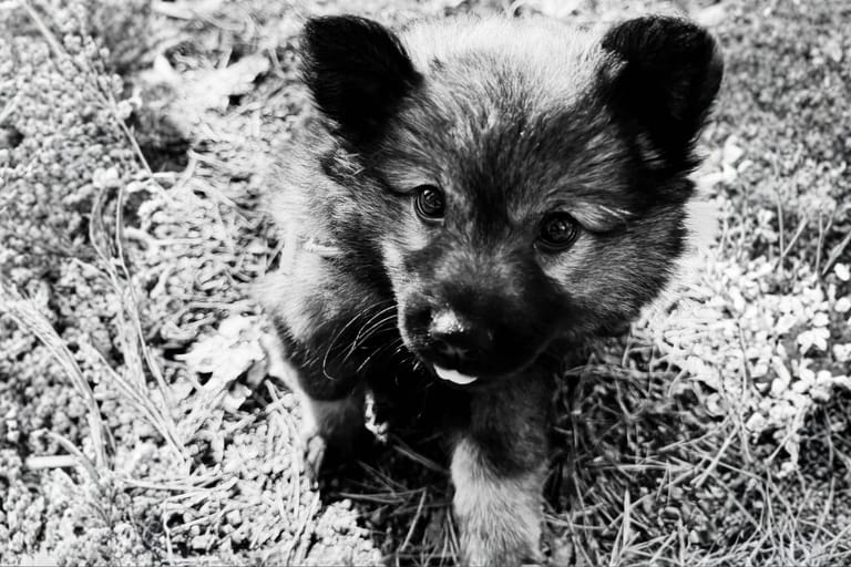 8-viikkoinen koiranpentu ulkona – pienet koirat voivat altistua hengenvaarallisille roskille