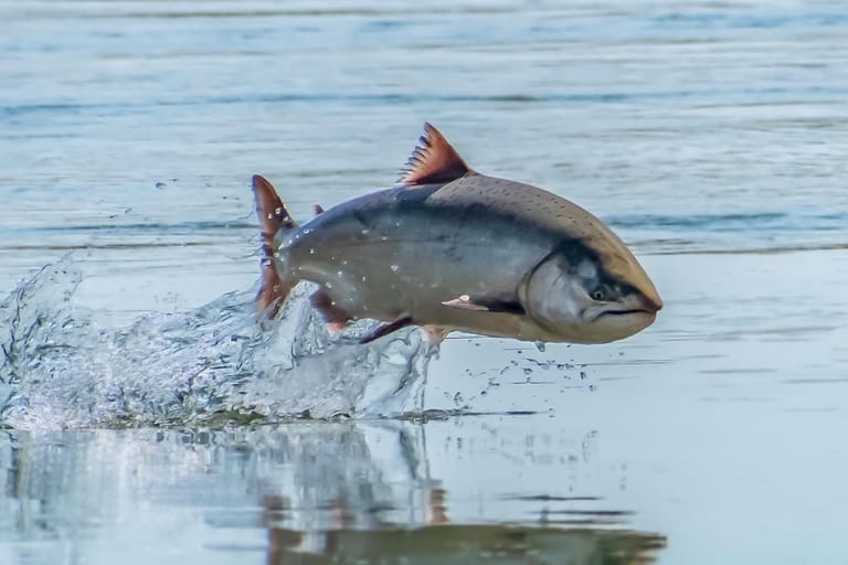 Atlantin lohi hyppää vedestä – tutkimus paljastaa kokaiinin vaikutukset kalojen käyttäytymiseen