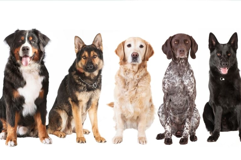Suosittuja koirarotuja kuten saksanpaimenkoira ja kultainennoutaja – usein listattu uskollisimpien joukkoon